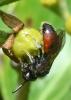 Sphecodes sp.